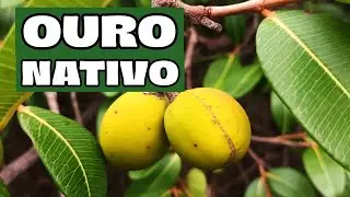 MANGABA: A ESCASSEZ do FRUTO Aumenta O PREÇO