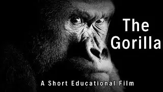 🦍 Gorilla Gala: An Educational Adventure 🦍