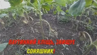 ШОК!!! Нашествіе Кліщя павутинного на Соняшнику та СОЇ!