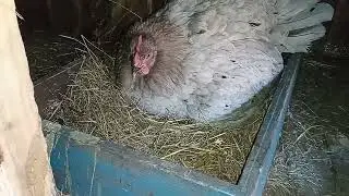 Принимаем цыплят