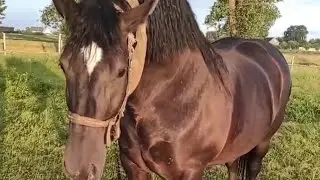Элитные кони