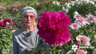 Paul M. Wild peony. Pulkovo Garden