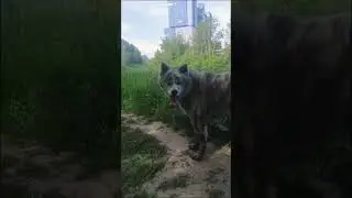 Звезда