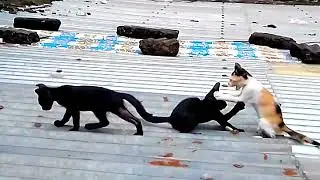 Cat Sound Effect Lion