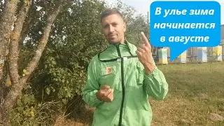 АВГУСТ 2021: ☝ 3 ГЛАВНЫХ ПРАВИЛА ЗИМОВКИ ПЧЁЛ 🐝 | Как подготовить пчёл к зимовке