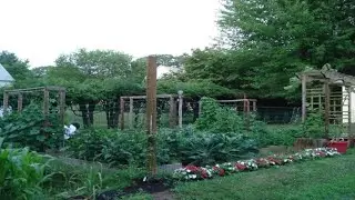 My Mom's Backyard Garden | Grow Organic Vegetables, Medicinal Herbs & Landscaping Ideas By Aiman