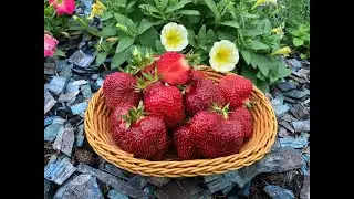 GIANT JOURNEY. AN EXCELLENT VARIETY FOR GARDENERS AND VEGETABLE GARDENERS.