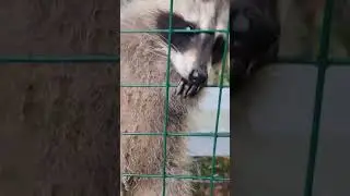 Еноты