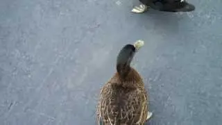 my pet duck. FUNNY!