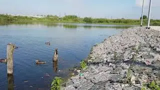 ОбЛаГоРоЖеНнЫй   ПрУд  с  УтКаМи.               HD_720p60