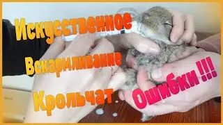 Искусственное вскармливание крольчат. Ошибки при вскармливании. Романов Лайф - Новые Деревенские -