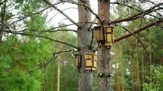 What bats can you spot in Devon | Wild About Devon webinar