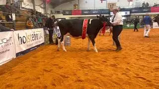 British Friesian Junior Champion