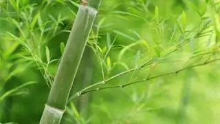 The Secret of Bamboo by Kiyoshi Yoshida