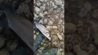 Su üstü levrek avı 
