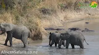 Elephants crossing river, Katavi National Park, Tanzania