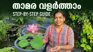 വീട്ടുമുറ്റത്ത് ഒരു താമര നടാം✅️|Lotus planting at home