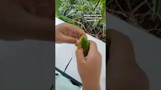 Belajar Peras Jeruk tapi kok ga penuh-penuh? #orange #jeruk #belajar  #bingung