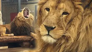 LION yawns, eats Beef and then washes his face like a cat.