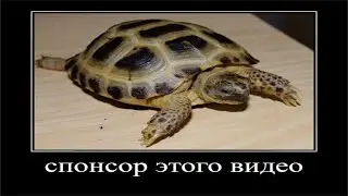 всем привет с вами я и спонсор видео черепашка