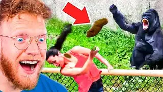 You LAUGH, You LOSE! (Impossible Animal Edition)