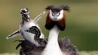 И СНОВА О НИХ... ПТИЦЫ
