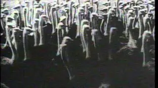 Ostrich Racing