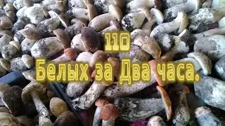 Тихая охота 110 Белых за два часа.