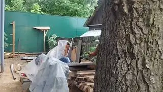 А У НАС БЕЛКИ ЖИВУТ !!