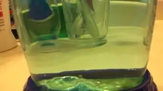 Sea-Monkeys Vlog - Day 32