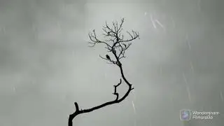 Go to Sleep with Thunder & Rains | Relaxing Sounds for Insomnia Symptoms #rain #insomnia #relax
