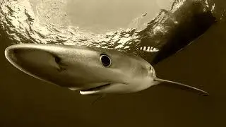 Click Click / Stay out of the water
