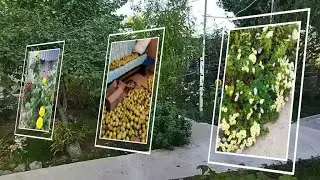 ПРОДОЛЖАЕМ СОБИРАТЬ ГРУШИ, ТРЕТИЙ ЗАХОД 2023