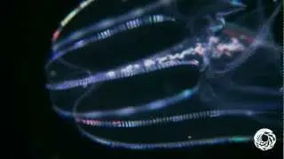 The Lovely Lobed Comb Jelly