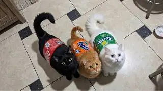 Try Not To Laugh 😂 Funniest Cats Videos 2026