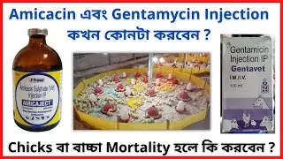 How to Control Chicks Mortality | Agriculture Tour