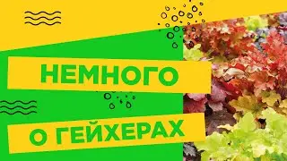 НЕМНОГО О ГЕЙХЕРАХ!!!