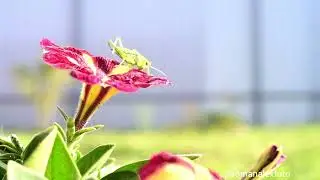 Кузнечик ест петунию   ( снято Nikon Z7 + И96У )