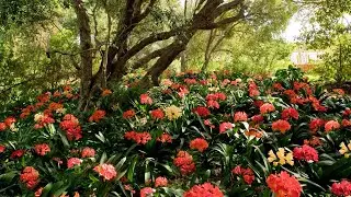 Babylonstoren Live: From the Garden🌱
