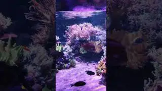 World's Largest Reef tank ❤️‍🔥❤️‍🔥 #reeftank #dubaiaquarium #viral