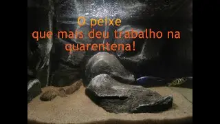118°- Como os peixes em tratamento no aquário de 121L estão?