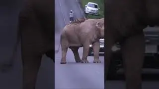 พีีเดี่ยวขอเวลาแป๊ป #เขาใหญ่ #forestelephant #animalnews #wildlife #elephanthabitat #animals