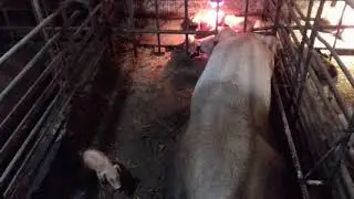 Кнопыным поросятам третьи сутки. Обстрелы не утихают вторые сутки.