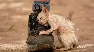 Невероятные моменты Люди и Звери #9
