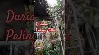 Durian kecil berbuah lebat.... 