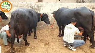 👍Full Milking of 5 Star - Murrah Buffaloes @Jind👍(Ram Niwas Ji 94668-37502).👍