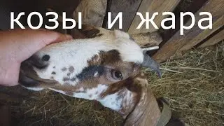 Козы плохо переносят жару.