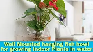 Wall Mounted hanging fish bowl for growing Indoor Plants in water