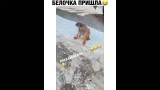 Белочка пришла 😂