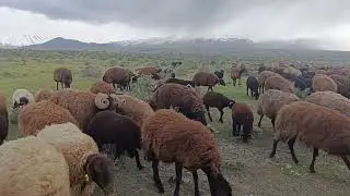 Migration documentary (episode 6): I brought the newborn lamb home—continuation of episode 5—the ...